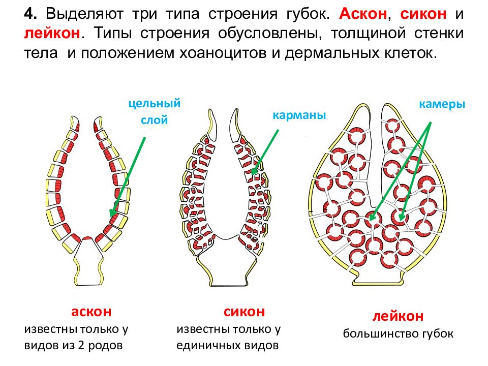 Виды строения. Типы строения губок АСКОН Сикон Лейкон. Строение губок АСКОН Сикон Лейкон. Губки строение тела АСКОН Сикон Лейкон. Губка Сикон строение.