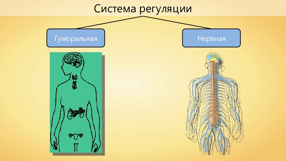 Нервная регуляция презентация