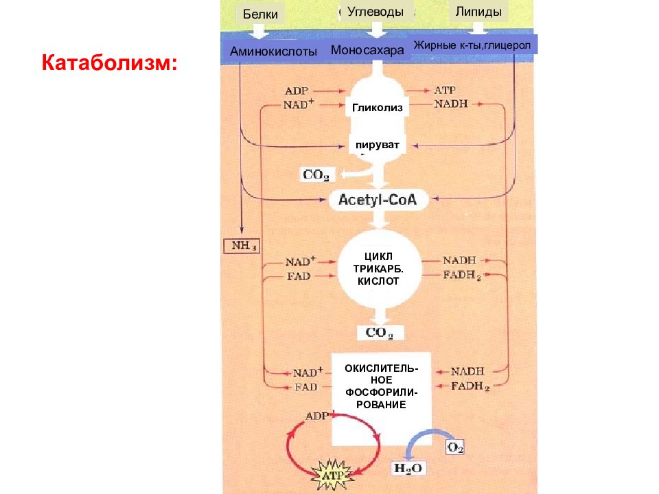 Липиды белки и углеводы. Катаболизм липидов. Белки аминокислоты углеводы. Катаболизм липидов этапы. Фосфорил пируват.