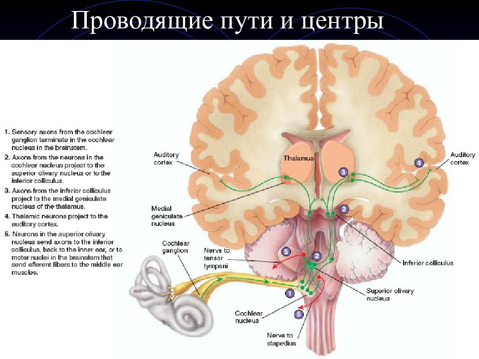 Анализатор зрительный слуховой вестибулярный