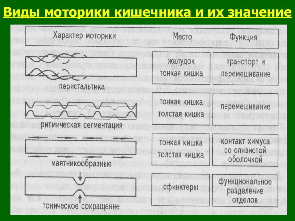 Сокращение перистальтика кишечника