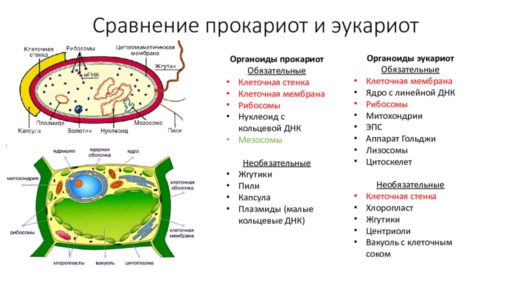 Органоиды клетки прокариота. Строение прокариот и эукариот. Оболочка ядра прокариот и эукариот. Прокариоты и эукариоты схема. Схема прокариотической и эукариотической клеток.