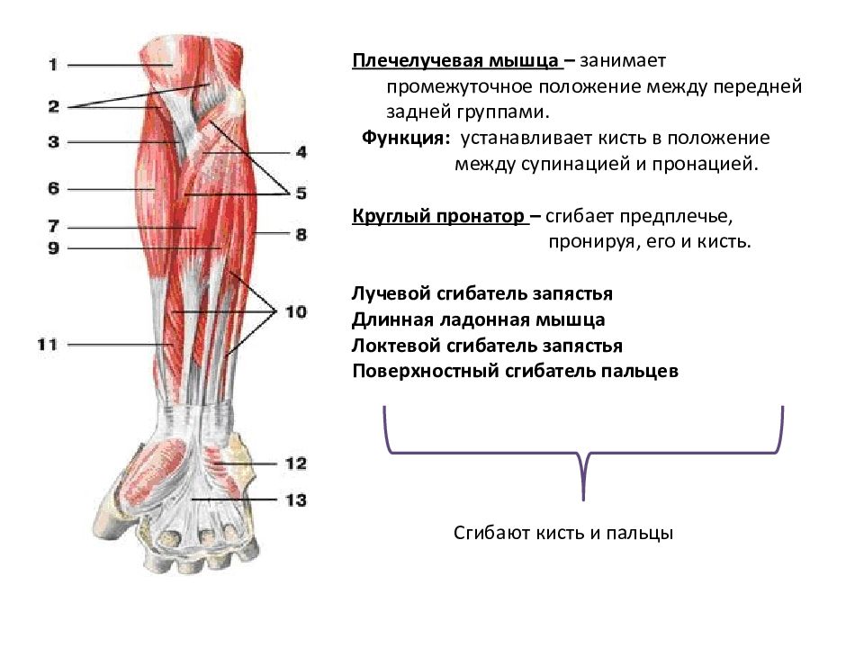 Презентация мышцы верхних конечностей