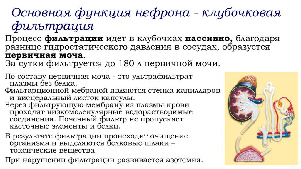 Физиологические особенности системы. Основная функция нефрона. Афо органов мочевыделения у детей. Афо мочевыделительной системы у детей. Афо органов мочеполовой системы у детей.