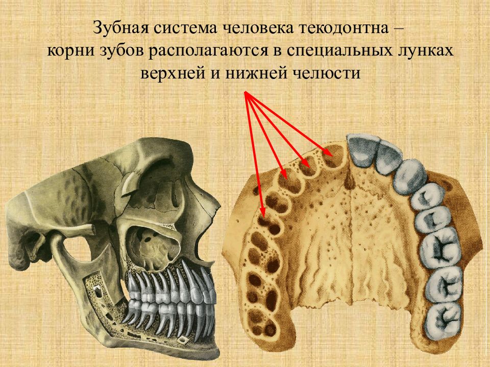 Костная стенка которая отделяет полость рта. Альвеолярный отросток кости верхней челюсти. Альвеолярное строение челюсти. Альвальвеолярный отросток. Альвеоляоный отроской.