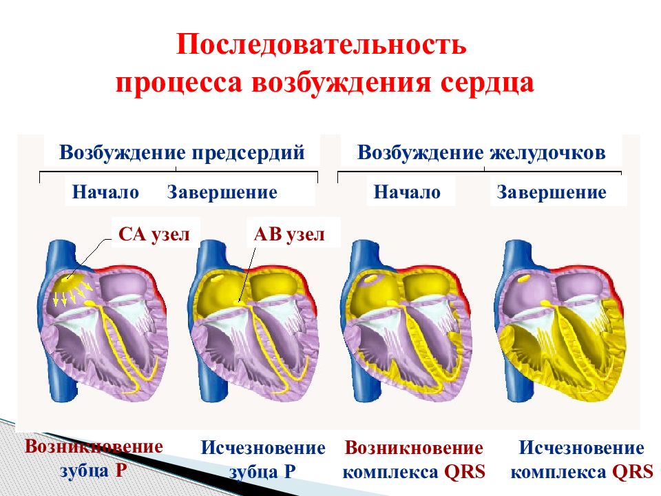 Последовательность сокращения предсердий и желудочков. Возникновение возбуждения в сердце. Схема распространения возбуждения по сердечной мышце. Последовательность возбуждения сердца. Проводящие система желудочков сердца.