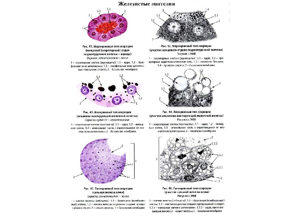 Эпителиальные клетки какая норма. Типы секреции эпителиальных клеток. Общая морфологическая характеристика эпителиальных тканей. Источники развития эпителиальных тканей. Эпителиальные клетки в образце КВН.