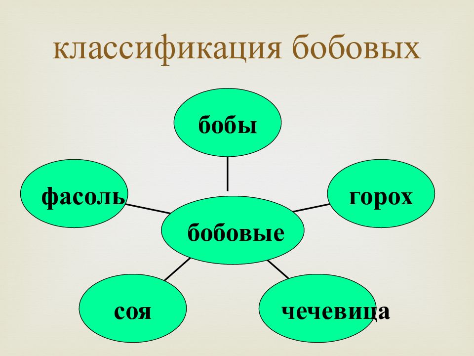 Бобовые овощи классификация. ). Растения семейства бобовых. Общая характеристика бобовых. Классификация зернобобовых.