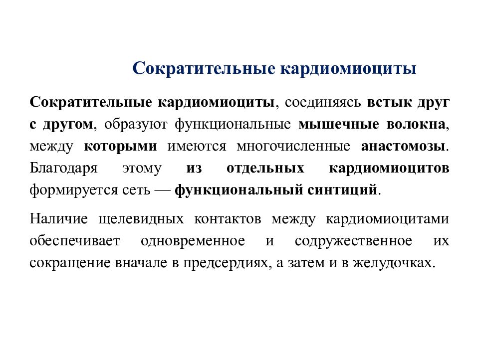 Кардиомиоциты. Сократительные кардиомиоциты. Сократительный кардиомиоцит.