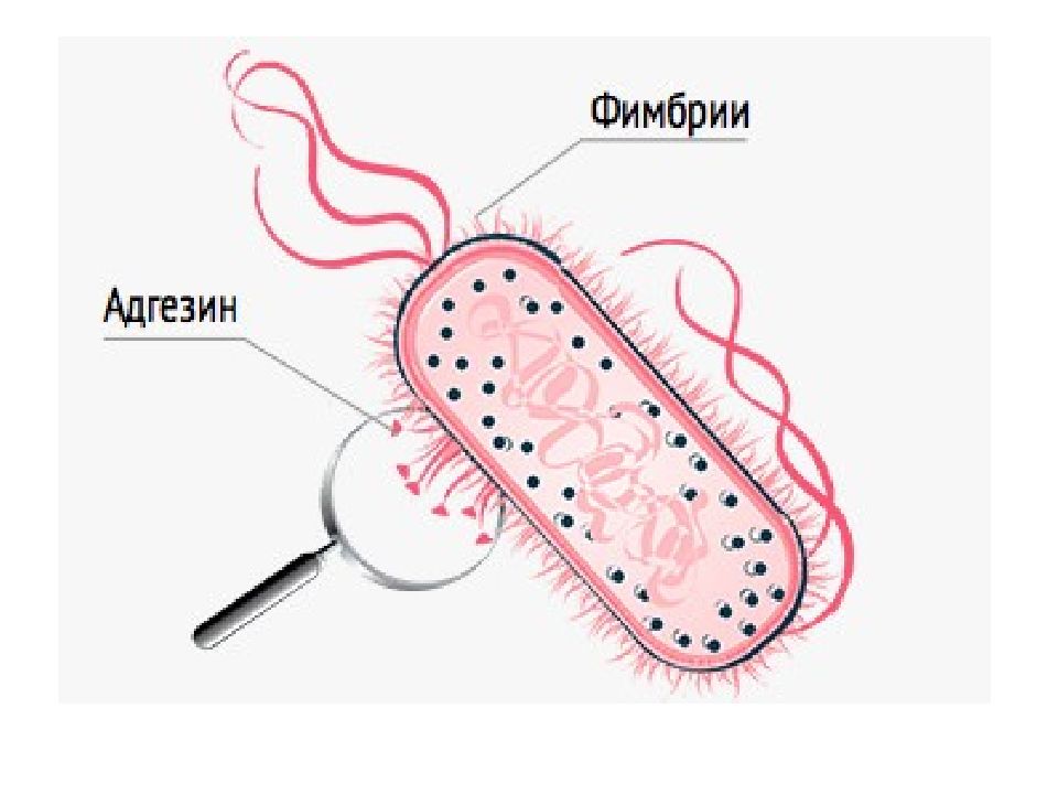 Строение кишечной палочки рисунок