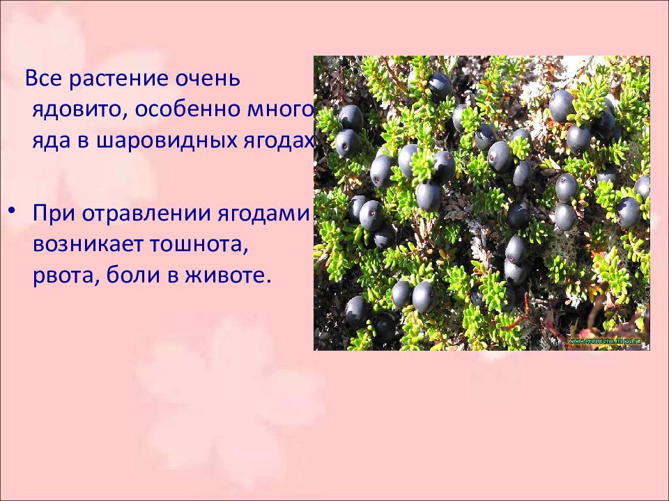 Отравление волчьей ягодой. Отравление волчьей ягодой симптомы. Симптомы отравления ядовитыми ягодами. Отравление ягодами симптомы.