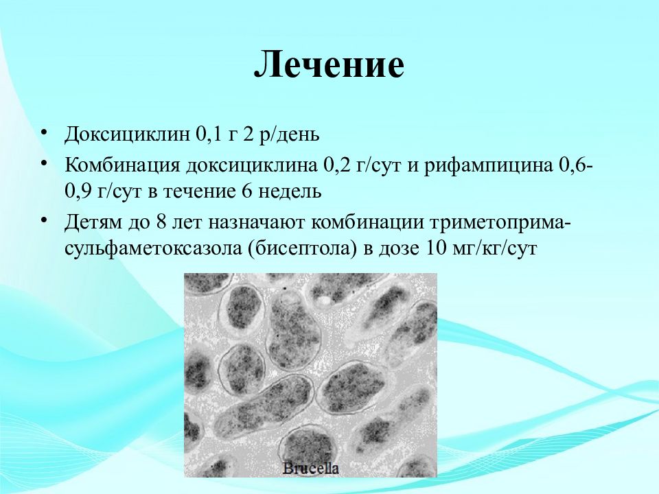 Бруцеллез презентация