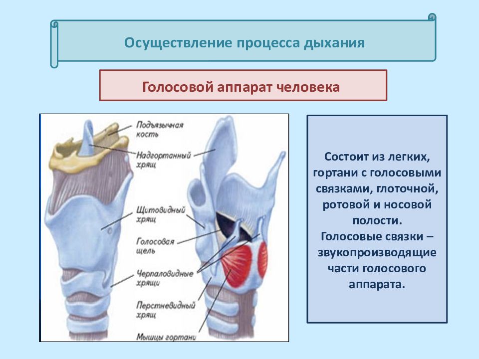 Легкие гортань. Органы дыхания голосовые связки. Голосовой аппарат человека находится в.