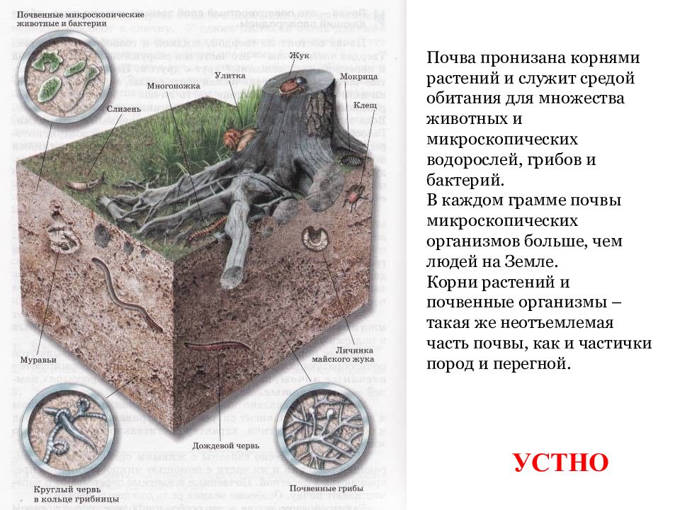 Среды почв. Почвенные организмы. Животные и микроорганизмы почвы. Почва как среда обитания живых организмов. Образование почвы на земле.