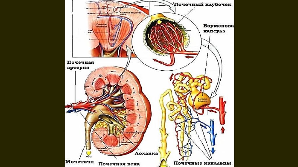 Презентация заболевание мочевыделительной системы у детей