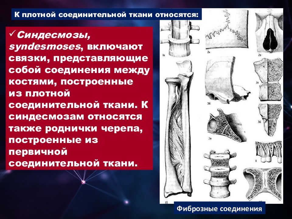 Артрология анатомия презентация