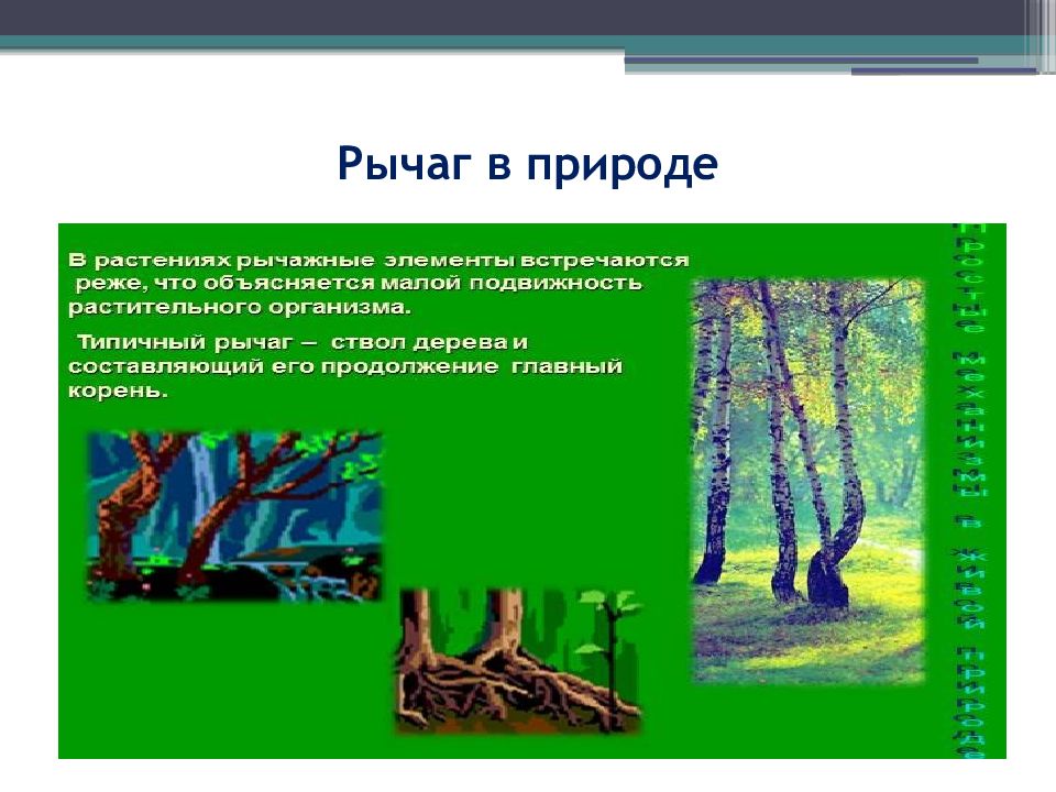 Природа пример системы. Рычаги в природе. Рычаг в природе природе. Применение рычага в живой природе. Простые механизмы в растениях.