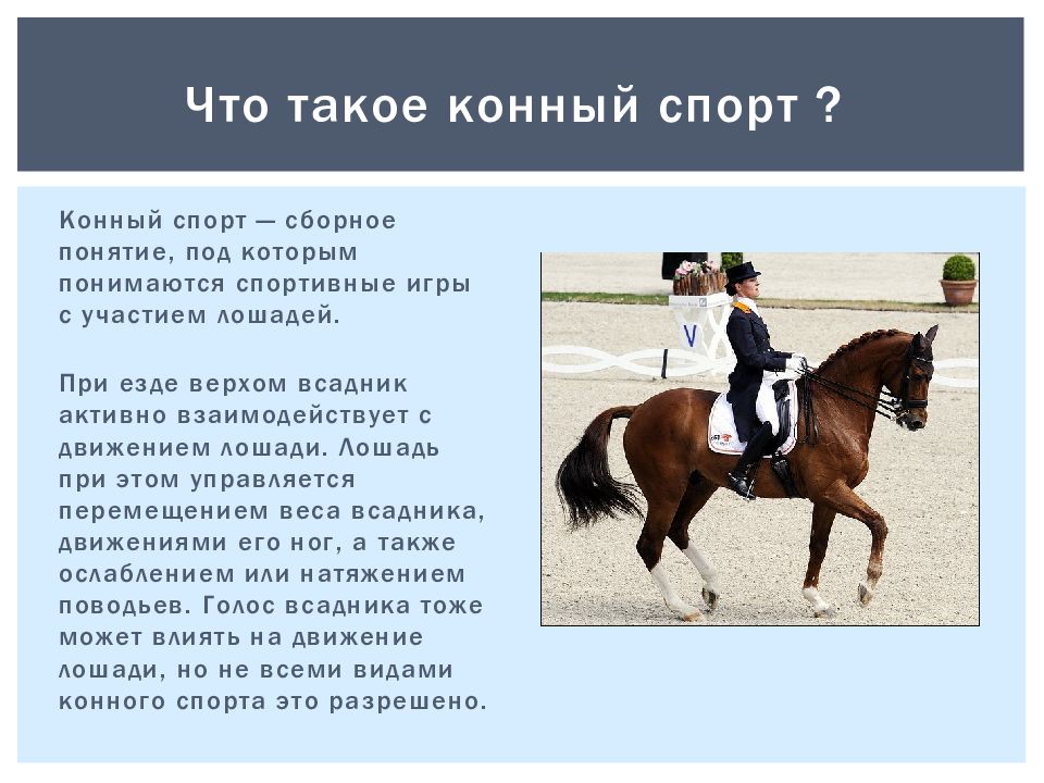 Как называется профессия где лошади. Конный спорт презентация. Конный спорт доклад. Факты о лошадях. Факты о лошадях и конном.