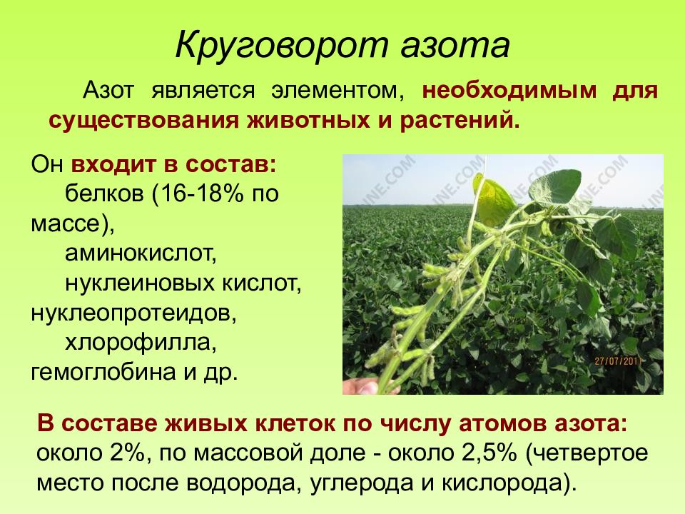Азот в составе живых организмов. Роль азота в жизни растений. Роль азота для растений. Азот для растений значение. Влияние азота на растения.