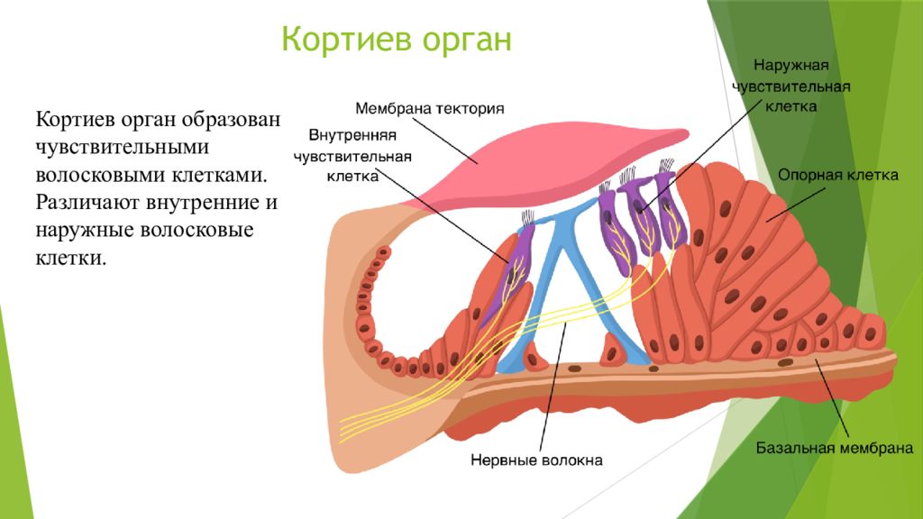 Орган образованный