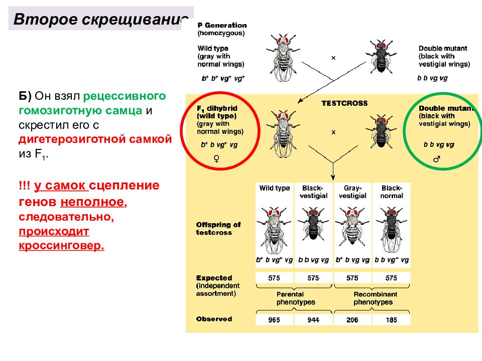 Законы Менделя и Моргана. Законы наследственности Менделя и Моргана. Второе скрещивание Моргана. Закон т Моргана.