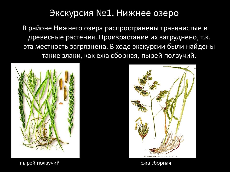 Пырей ползучий корневище. Жизненные формы злаковых. Растения семейства злаки. Лист злака.