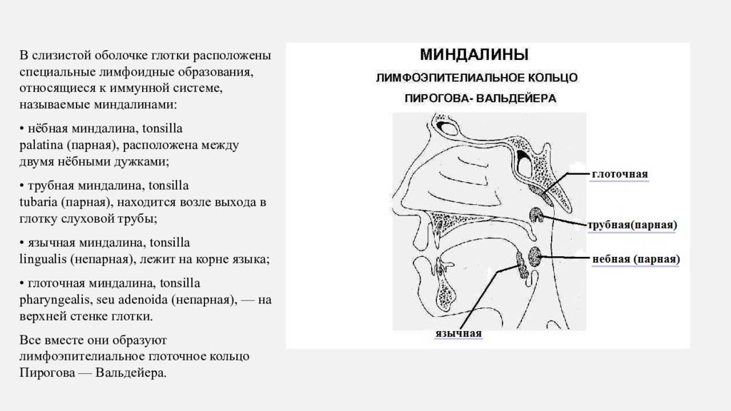 Пирогово кольцо. Кольцо Пирогова Вальдейера анатомия. Схема лимфоэпителиального кольца Пирогова-Вальдейера. Миндалины Пирогова Вальдейера. Лимфоидное кольцо Пирогова Вальдейера.