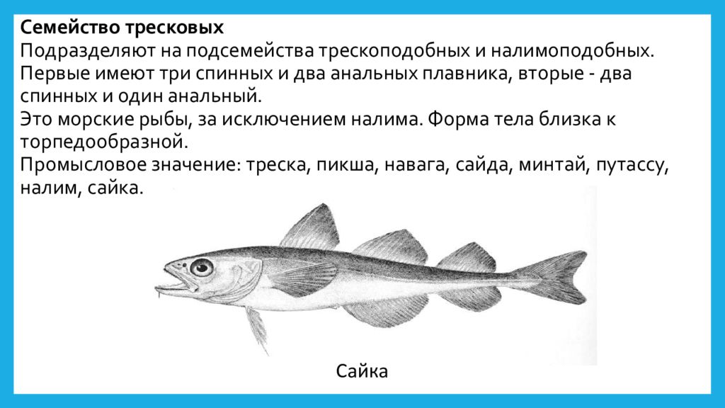 Рыба исключение. Рыба семейства тресковых навага. Рыбу подразделяют на семейства. Рыбы семейства тресковых перечень. К семейству тресковых рыб относятся.