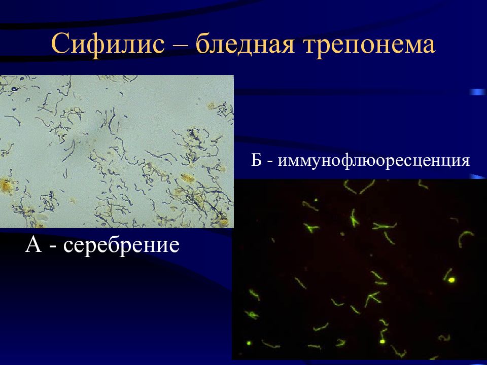 Трепонема микробиология презентация