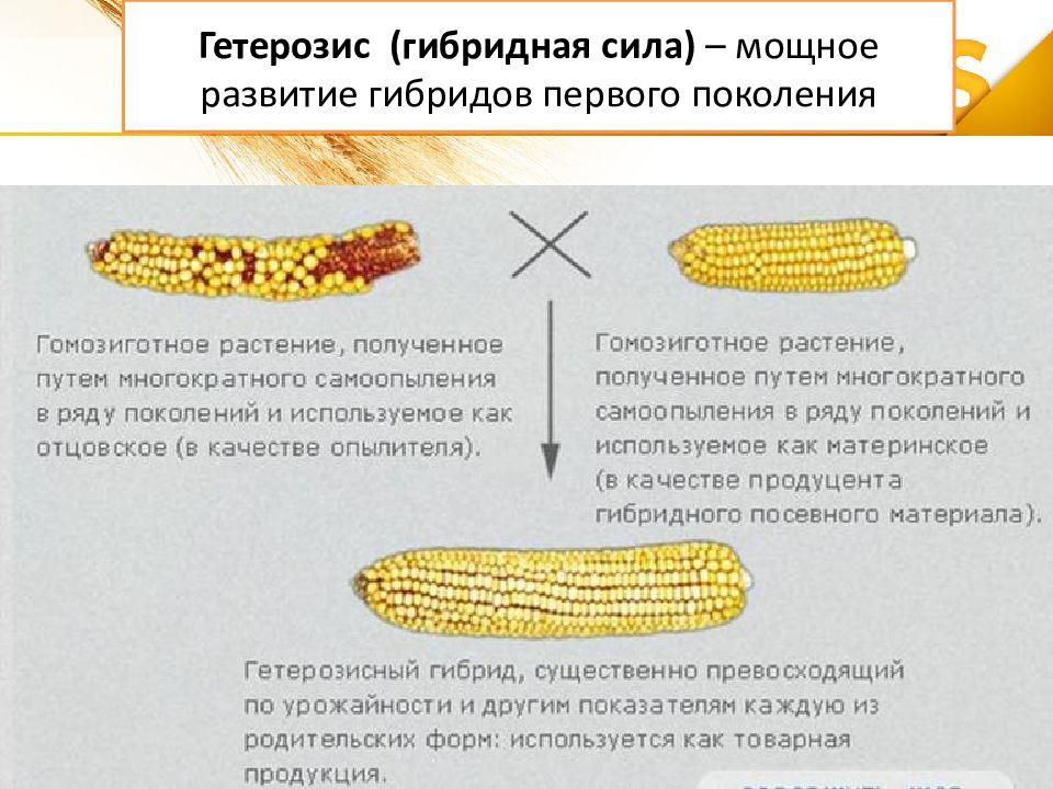 Презентация селекция растений пименов