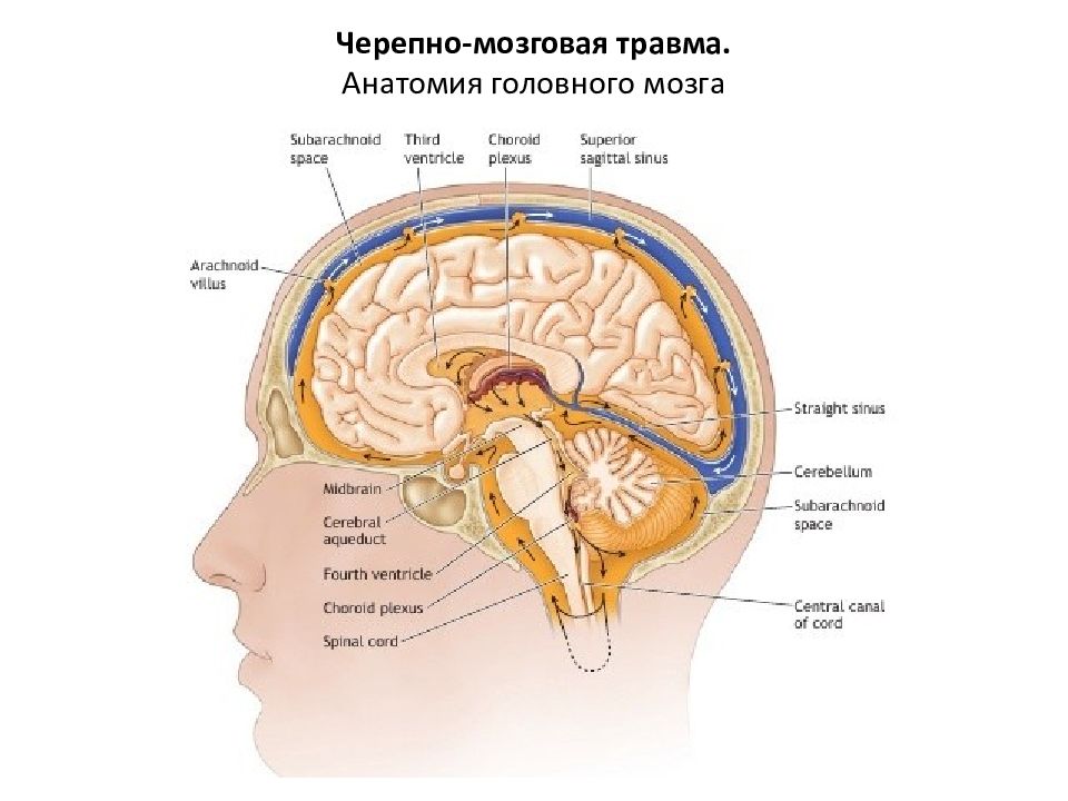 Закрытые повреждения мозга. Головной мозг. Черепно-мозговая травма. Черепно-мозговая травма анатомия.