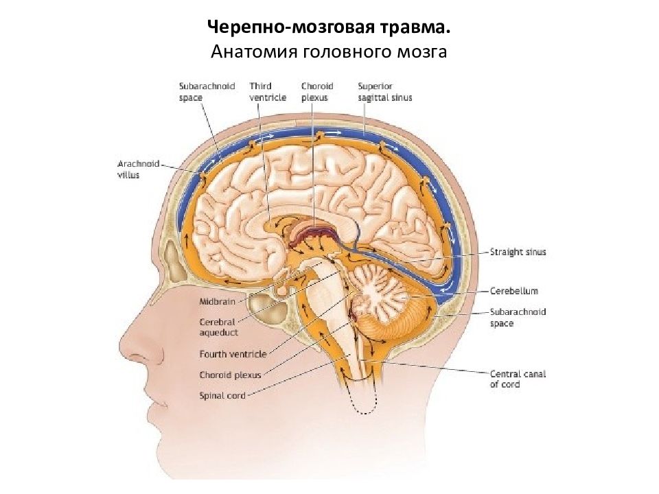 Головной мозг новорожденного. Головной мозг анатомия. Черепно-мозговая травма. Черепно-мозговая травма анатомия. Закрытые черепно мозговые травмы.