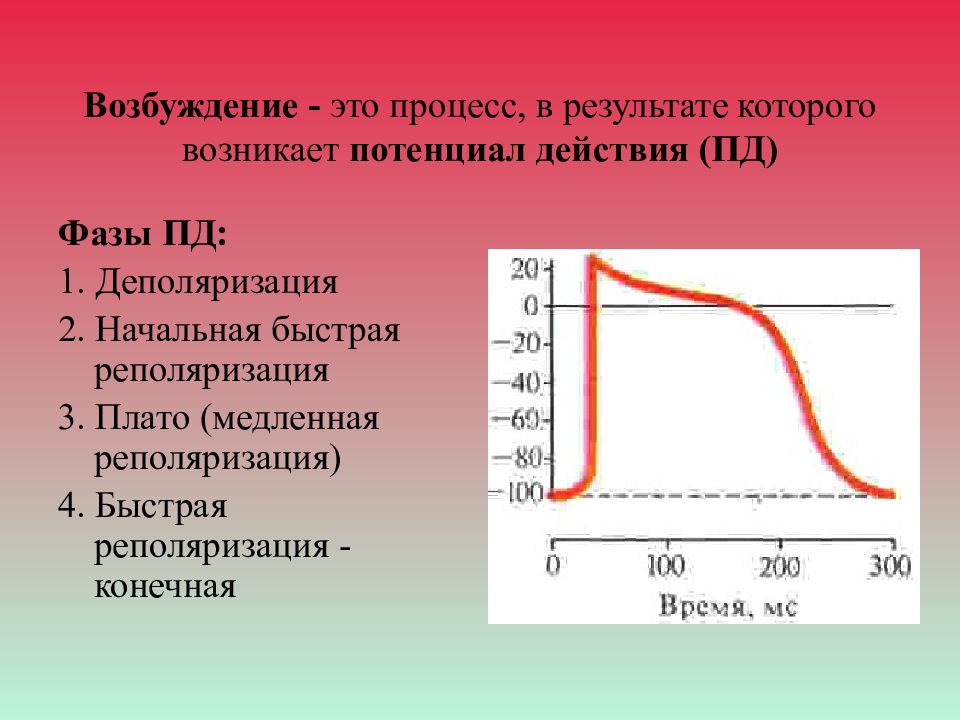 Процесс возбуждения. Возбуждение это в физиологии. Возбудимость это в физиологии. Возвуждения визиления. Процесс возбуждения физиология.