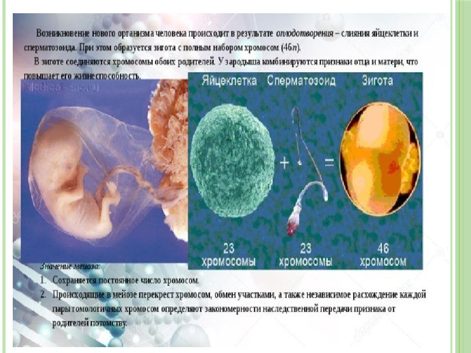 Оплодотворение и развитие плодного яйца презентация