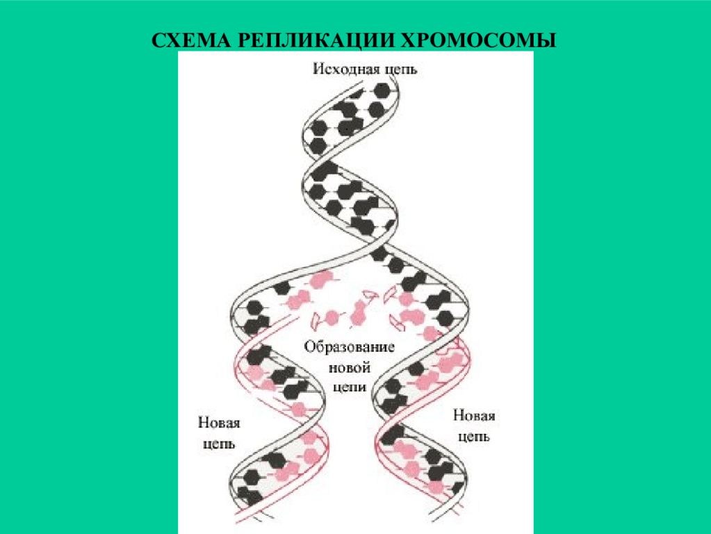 Двухроматидные хромосомы во время мейоза. Образование цепь. Связь репликации с клеточным циклом.