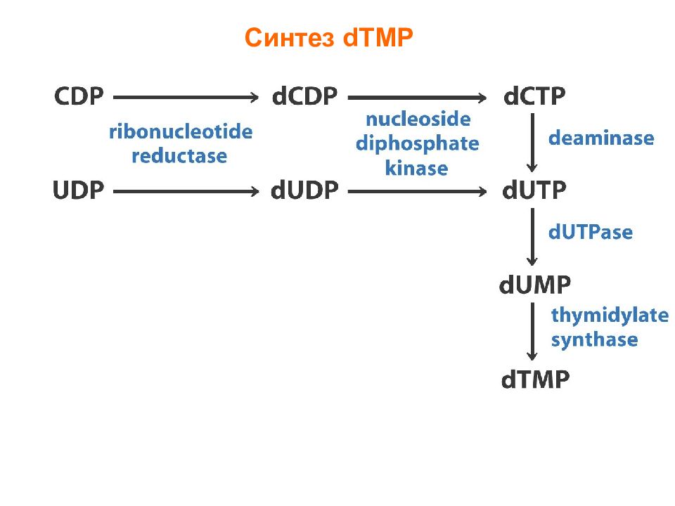 D d синтез. DTMP. Synthese de amp et GMP лекции.