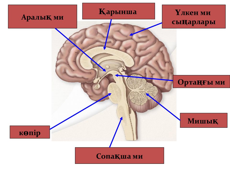 Мозолистое тело картинка