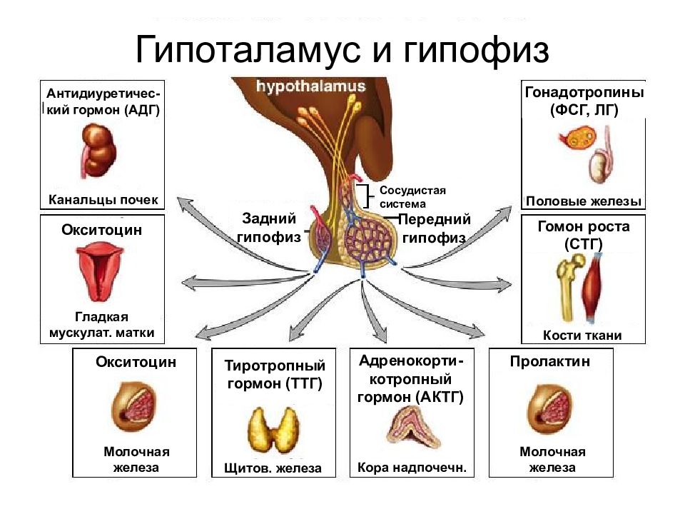 Патофизиология эндокринной системы презентация