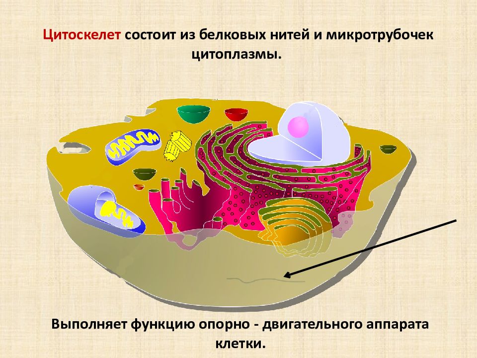 Цитоскелет клетки. Цитоскелет и двигательный аппарат клетки. Цитоскелет опорно двигательного. Цитоскелет состоит из. Какие функции выполняет цитоскелет.