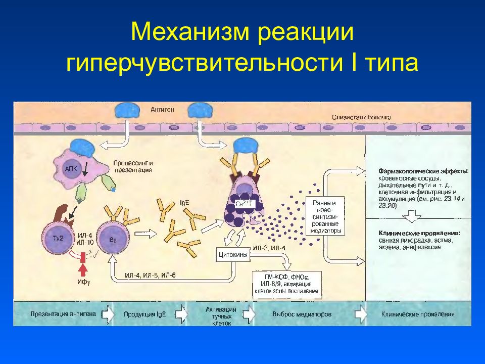 Гиперчувствительность 1 типа схема