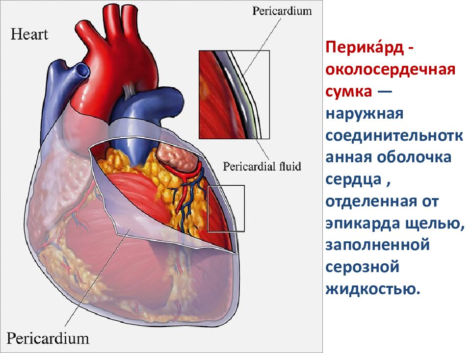 Скопление воздуха и крови в перикарде. Перикард сердца анатомия. Перикард (околосердечная сумка). Сердце анатомия человека околосердечная сумка.