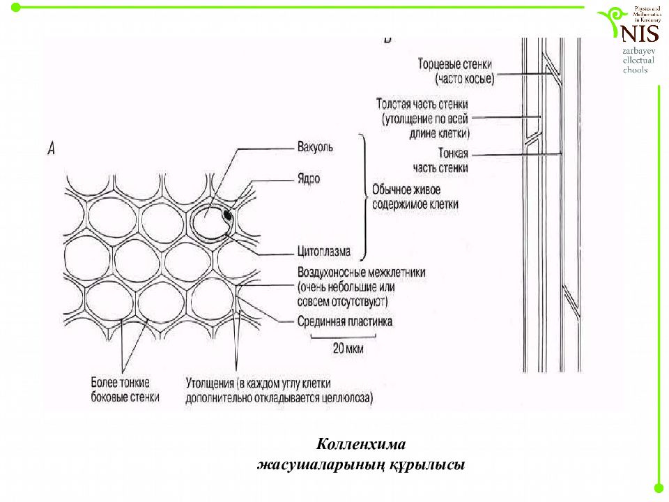 Колленхима у растений. Колленхима. Уголковая колленхима черешка бегонии. Колленхима на срезе липы. Колленхима черешка бегонии с описанием.