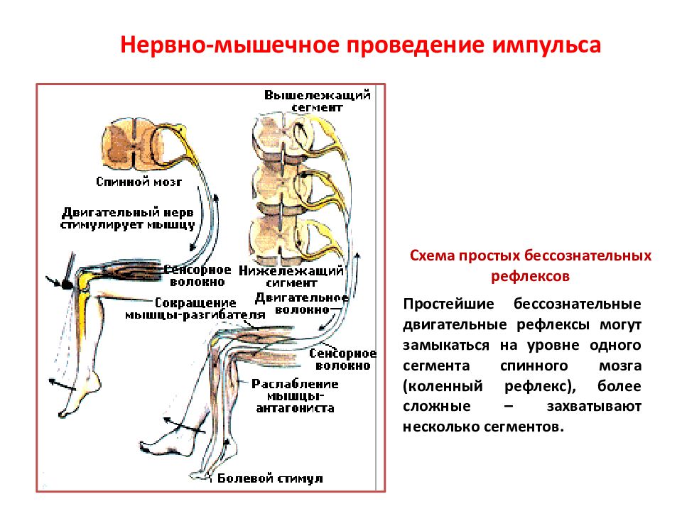 Функции двигательных импульсов. Схема двигательного акта нервной системы. Функциональная анатомия нервной системы. Схема двигательных импульсов. Схема двигательного акта неврология.