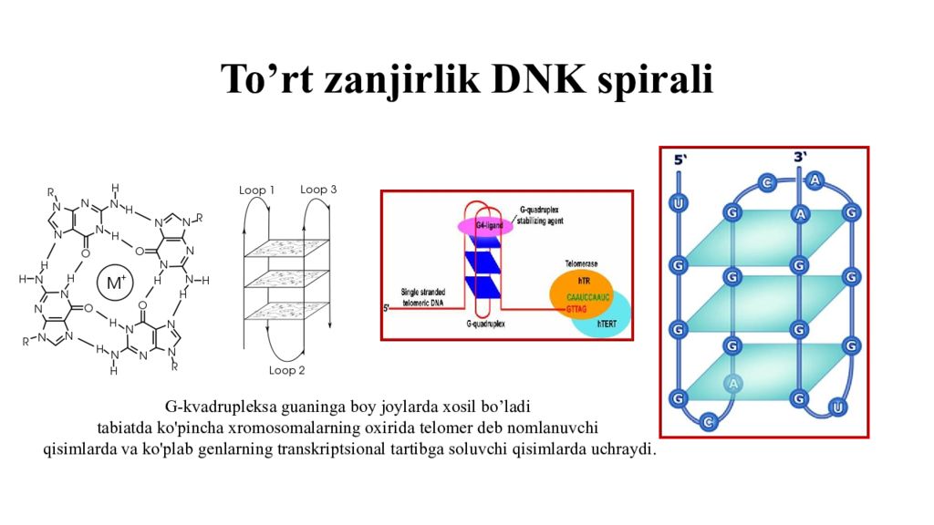 DNK ning tuzilishi va DNK replikatsiyasi To’rt zanjirlik DNK spirali