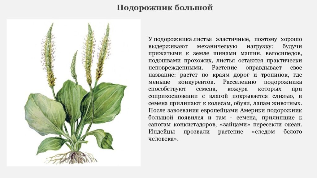 Подорожник части подорожника. Подорожник яйцевидный. Подорожник многосемянный. Подорожник яйцевидный семена. Строение подорожника.