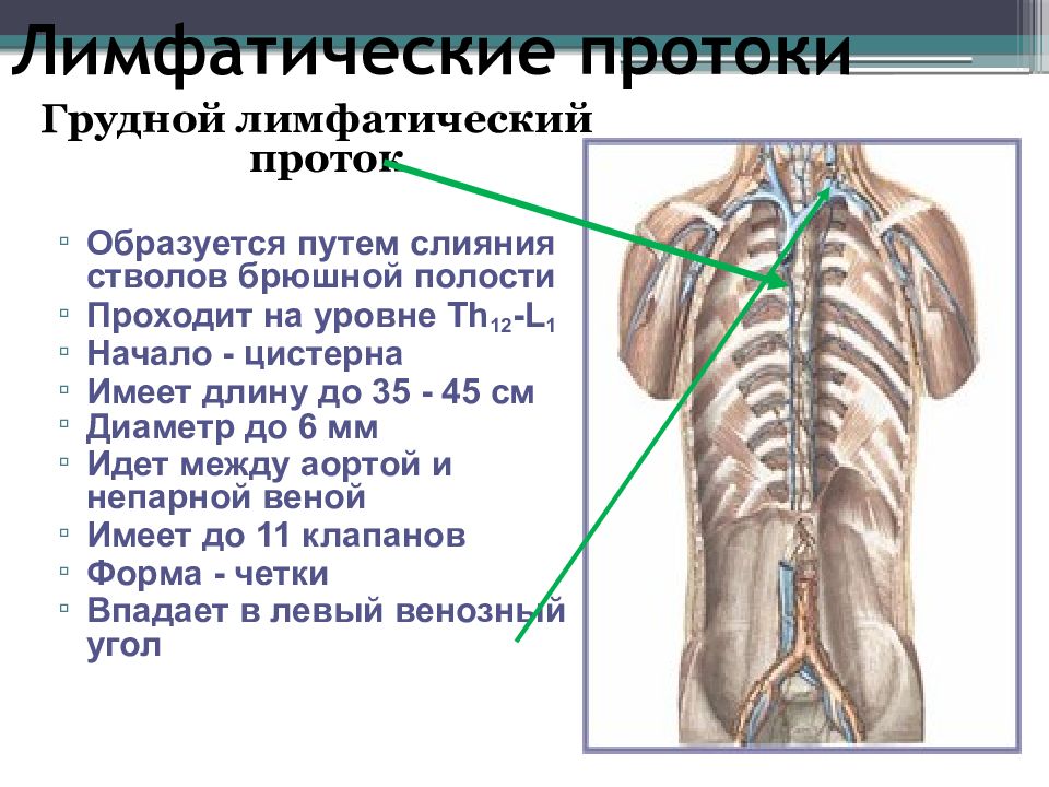 Лимфатические протоки схема