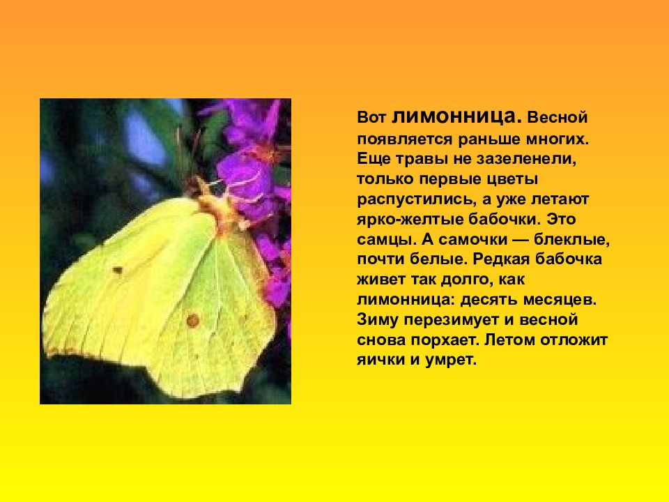 Сходства и различия бабочек 2 класс. Бабочка лимонница весной. Бабочка лимонница зеленые страницы. Лимонница бабочка окружающий мир. Бабочка лимонница характеристика.