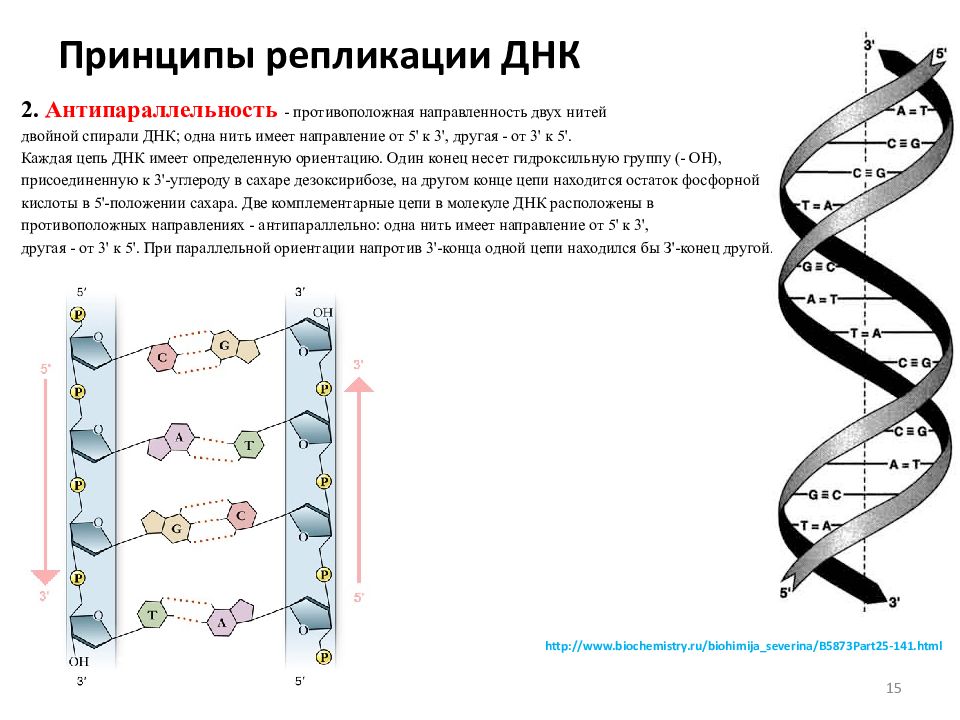 Какой процесс происходящий с генетической информацией клетки изображен на схеме