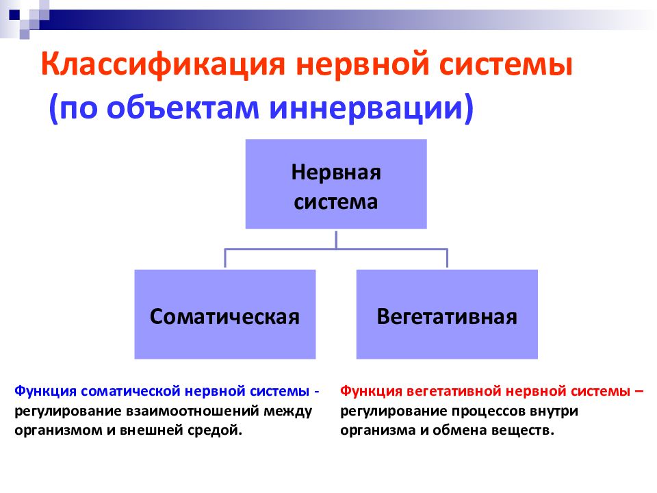 Классификация нервной системы