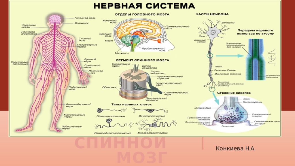 СПИННОЙ МОЗГ